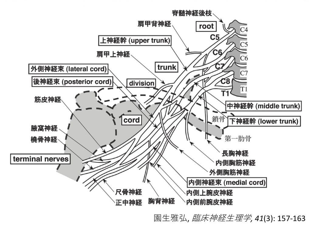 神経 叢 腕