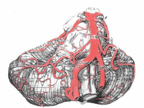 cerebellum