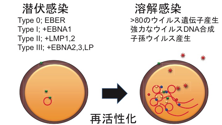 Eb ウイルス