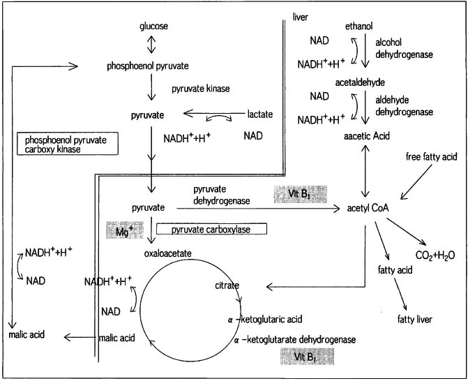 alcoholmetabolite