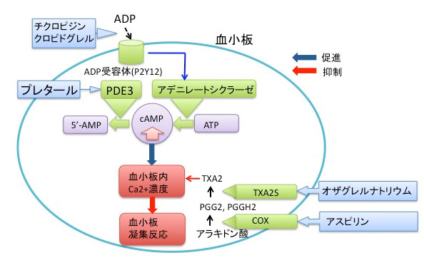 antiplatelet antiplatelet