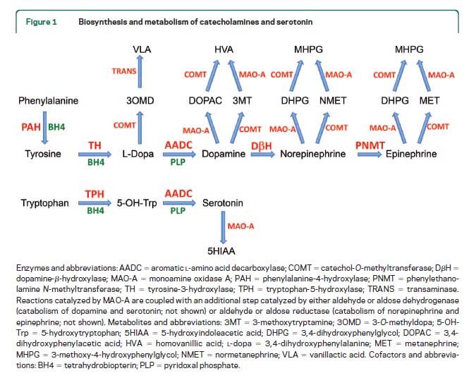 metabolismca