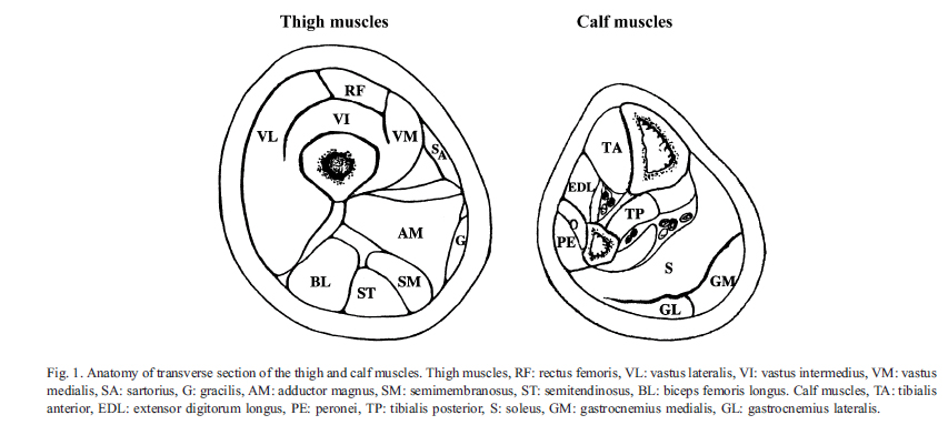 muscle-mri muscle-mri