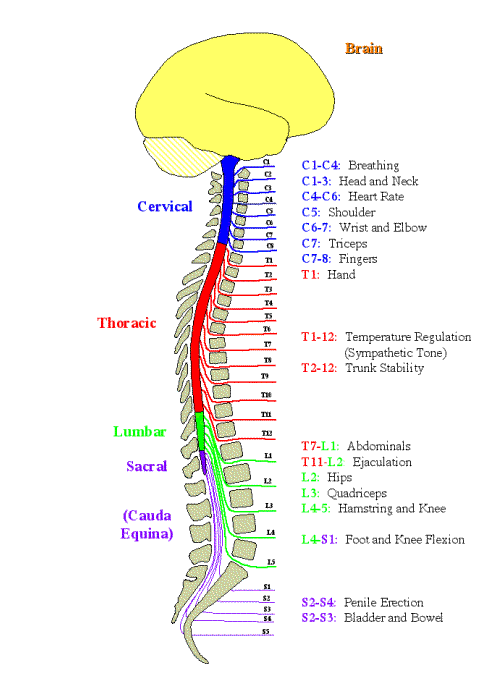 脊椎 - Vertebral column - JapaneseClass.jp